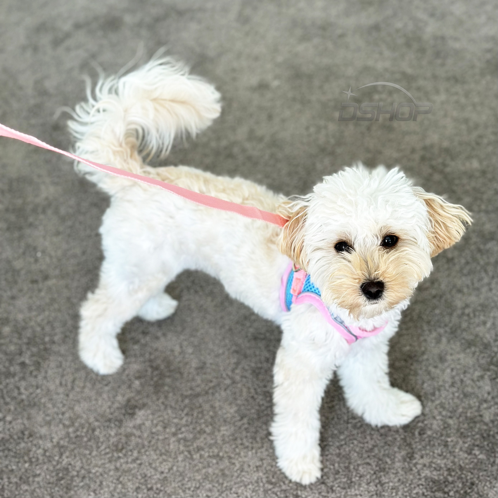 XS Dog Harness and Leash Set Pet Vest Lead for Cats & Small Dogs (Pink, XS)